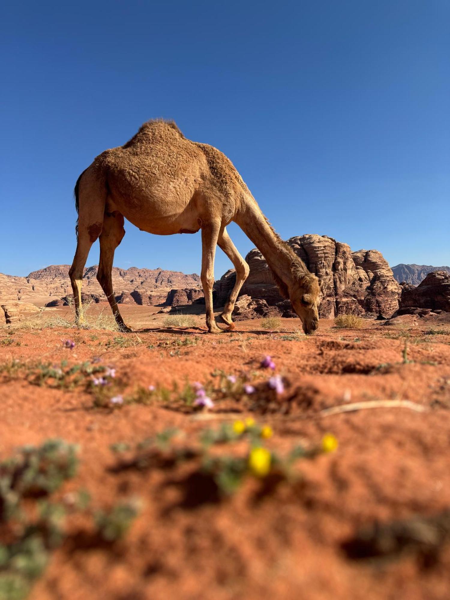 Desert Bird Camp Ουάντι Ραμ Εξωτερικό φωτογραφία