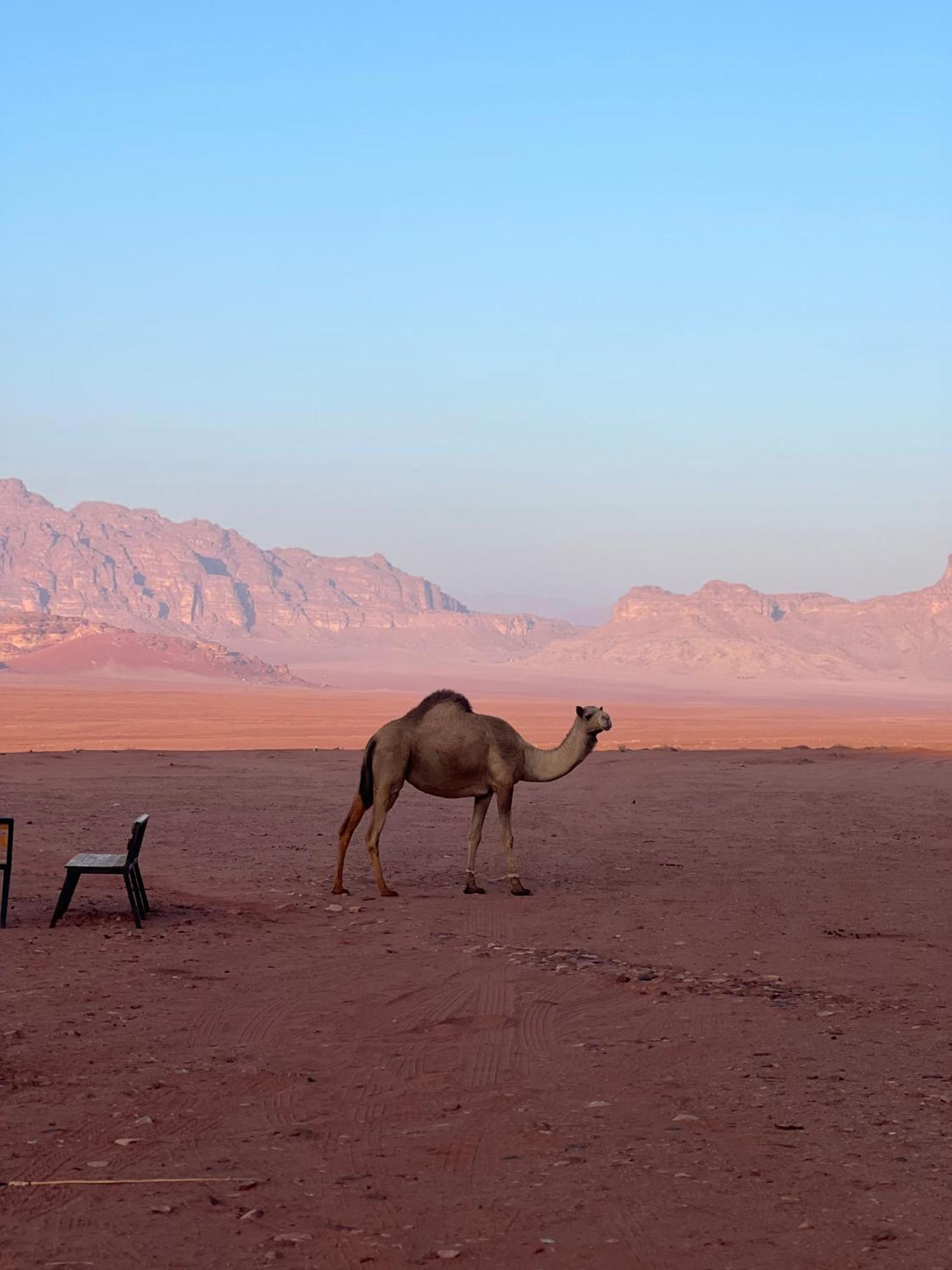 Desert Bird Camp Ουάντι Ραμ Εξωτερικό φωτογραφία